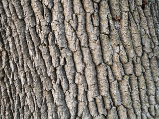 The bark of a pine tree -Wood texture and background