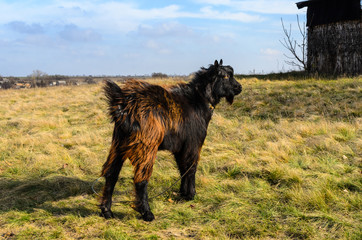 Young goat with yellow eyes grazing on pasture