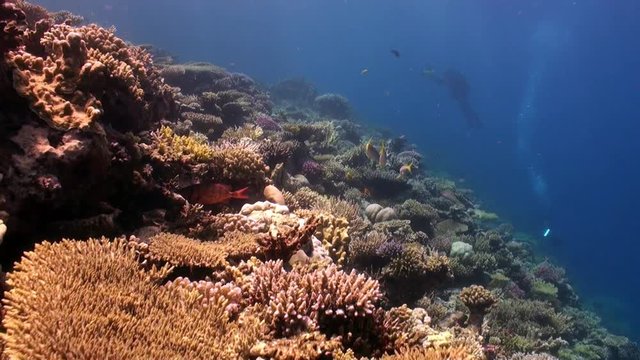 Diving school of fish in coral reef underwater Red sea. Colorful marine nature.
