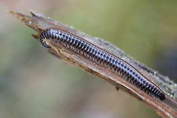 Striped millipede, Ommatoiulus sabulosus