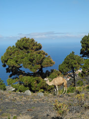 Dromedar auf La Palma