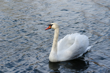 White swan swims along the river, the left view.