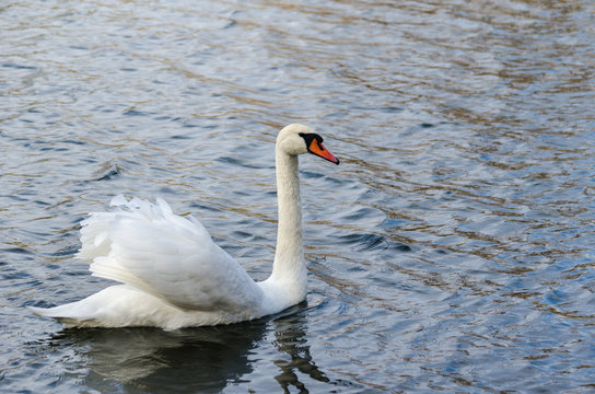 A white swan floats along the river, a view to the right.