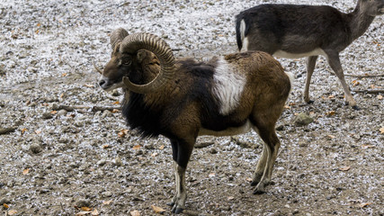 Aries standing in winter / autumn scenery
