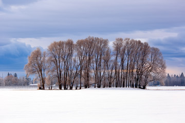 Copse of winter trees with hoarfrost in a field in northwestern Montana, flathead valley