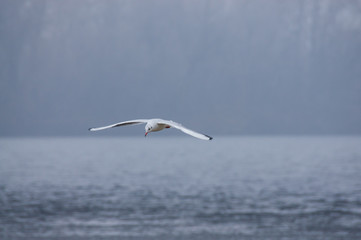 A gull flies over the Dnieper River