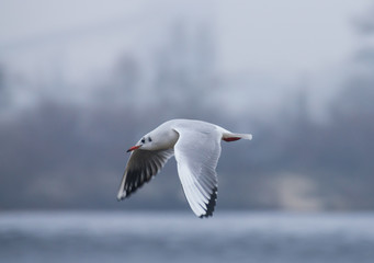 Side view of a flying gull over the Dnieper river