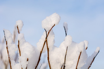 winter snow fir-tree