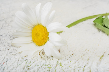 Chamomile flower on wooden background