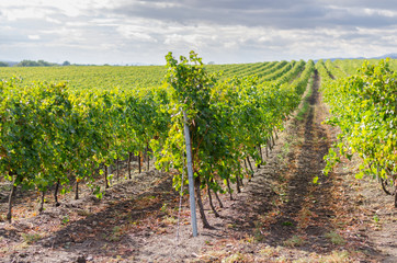 Landscape with green vineyards