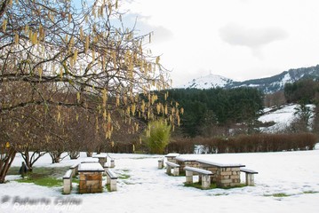 Snowy park with hazel trees in bloom 