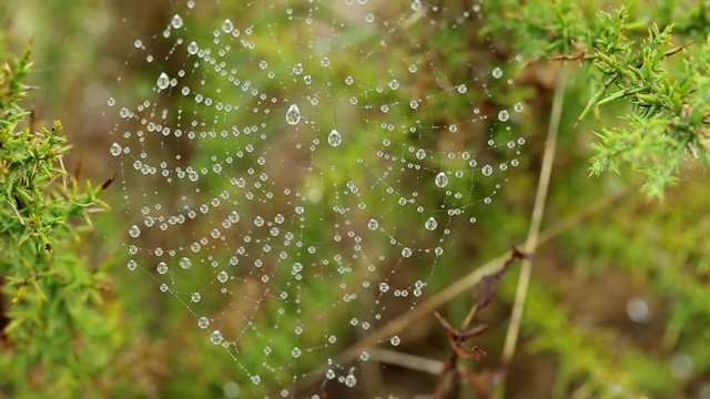Spider web with rain drops on a thorny wild plant (Ulex densus) on a rainy day