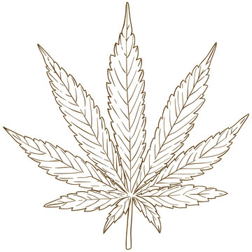engraving drawing illustration of cannabis leaf