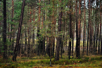 Wooden texture, woods in Lithuania