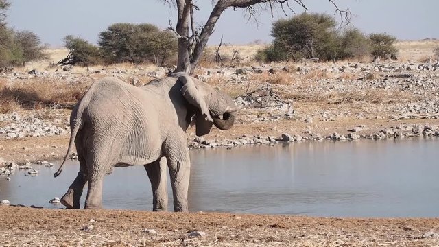 Namibia - Etoscha Nationalpark - Afrikanischer Elefant
