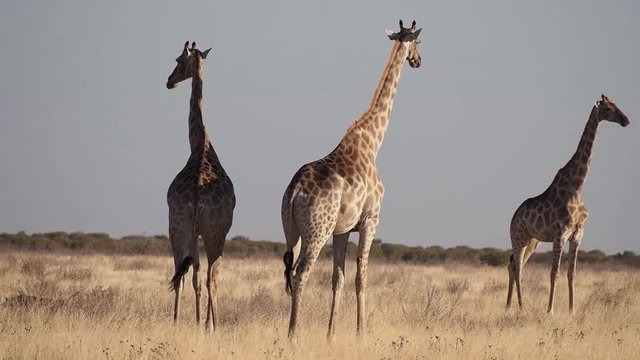 Namibia - Etoscha Nationalpark - Giraffe

