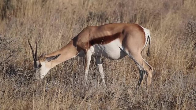 Namibia - Etoscha Nationalpark - Springbock

