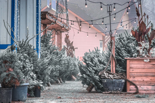 Corner Christmas Tree Lot in Snohomish WA