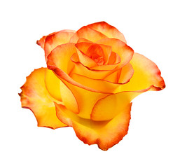 Yellow Rose isolated on white background