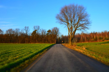 Fototapeta na wymiar droga przez pola i las
