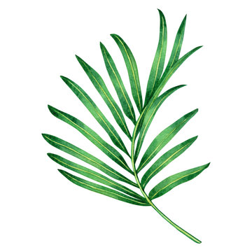 Watercolor painting fern green leaves,palm leaf isolated on white background.Watercolor hand painted illustration tropical exotic leaf for wallpaper vintage Hawaii style pattern.With clipping path