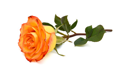 Beautiful yellow rose isolated on white background