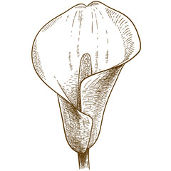 engraving illustration of calla flower