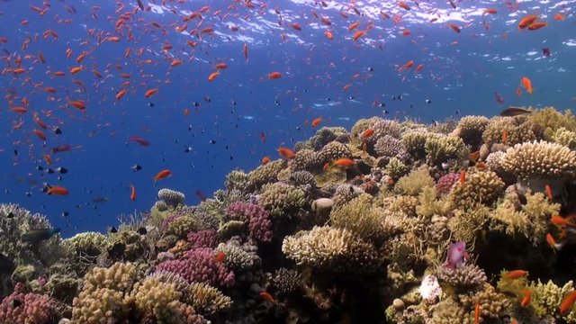 School of bright orange color fish in coral reef underwater Red sea. Relax video about marine nature on background of beautiful lagoon.