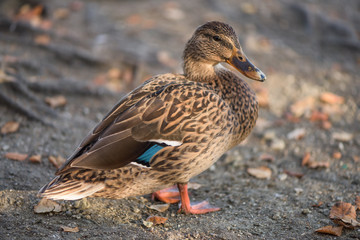 Wild duck on edge of lake - closeup