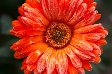 A bright orange calendula flower against a background of green leaves is covered with hoarfrost at the beginning of winter, close-up.