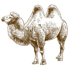 engraving drawing illustration of camel