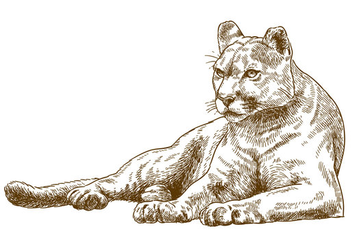 engraving illustration of cougar