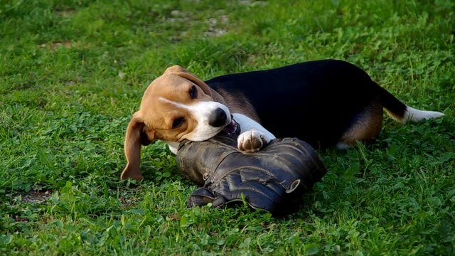 Dog beagle playing with a shoe on a green grass
