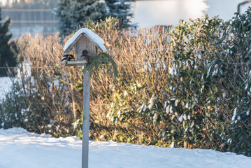 Specht und Spatz picken Futter im Winter