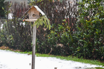 Buntspecht beim Vogelhaus
