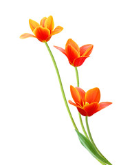 A flower of liliaceae tulip bouquet