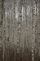 Obraz premium autumn birches growing in a sad gray forest