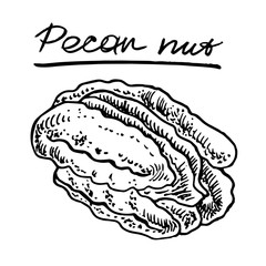 Pecan nut. Vector hand drawn graphic illustration.