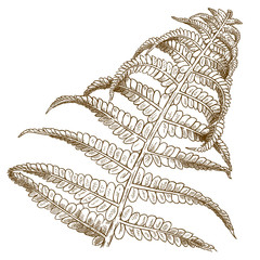 engraving illustration of fern