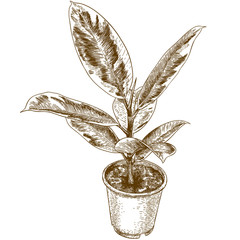 engraving drawing illustration of ficus elastic