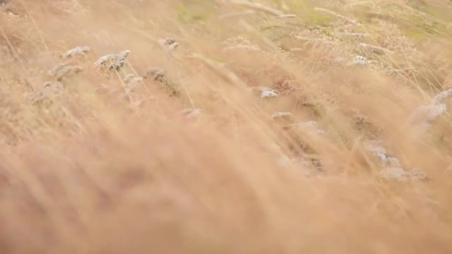 ICELAND grass Gras wind
