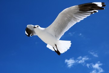 Flying Australian Seagull Chroicocephalus novaehollandiae at Indian Ocean