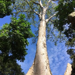 Fototapeta premium Arbre 