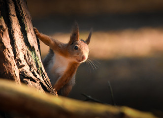 Naklejka na ściany i meble Red squirrel in the woods