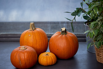 Some pumpkins lie on the neutral surface. Harvest, Halloween. Orange is a warm color
