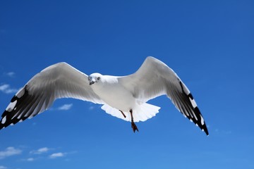 Injured Seagull Chroicocephalus novaehollandiae at Indian Ocean, Western Australia 