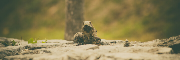 Banner of a Iguana - vintage style