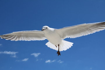Seagull Chroicocephalus novaehollandiae with one leg at Indian Ocean, Western Australia 