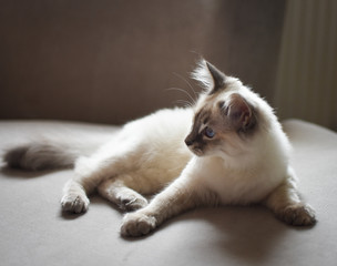 Naklejka na ściany i meble Beautiful white cat with blue eyes