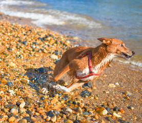 Dog running at the beach